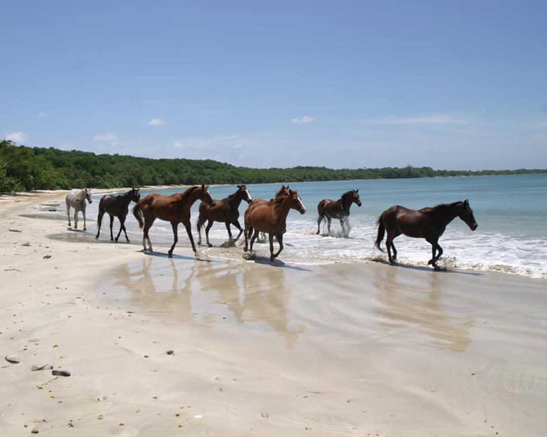 Healing with Horses