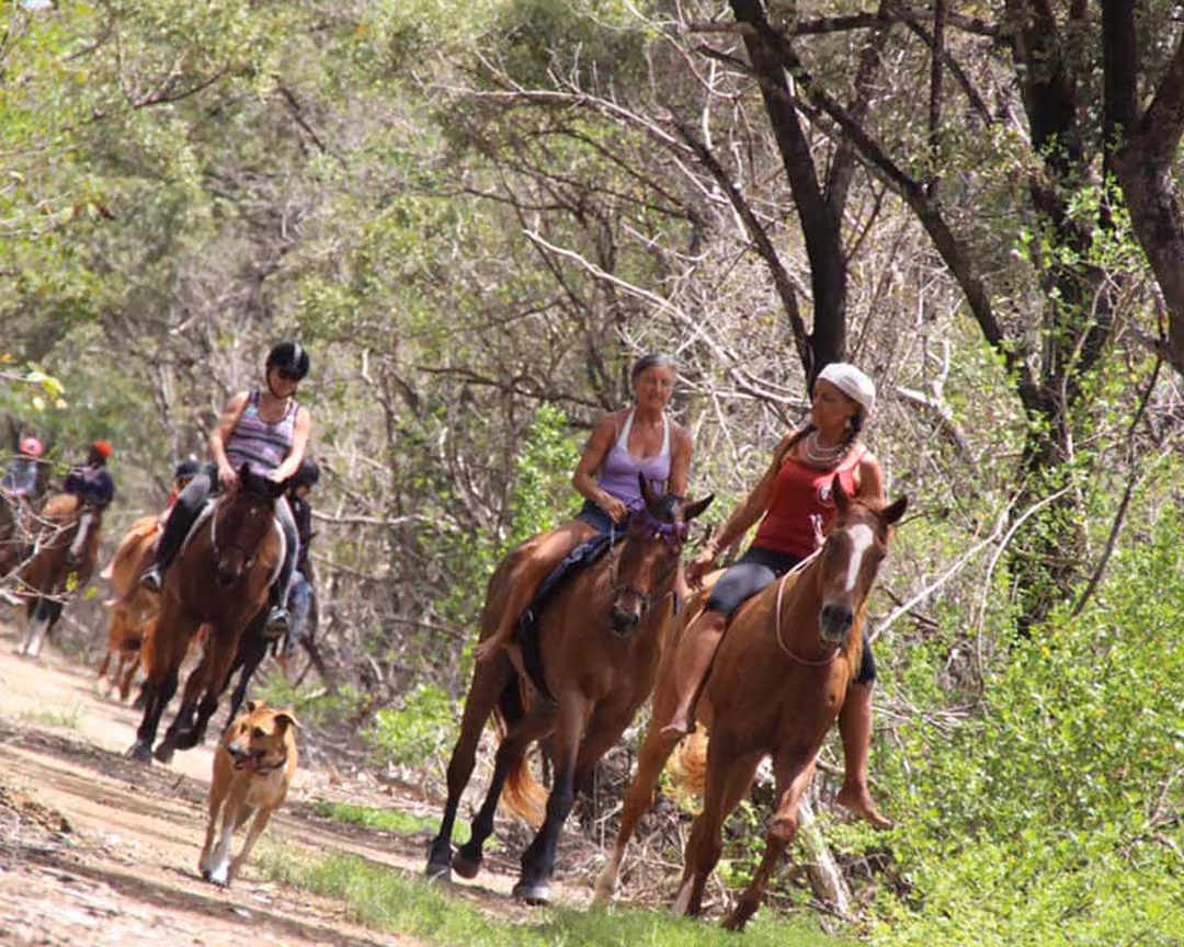 Healing with Horses