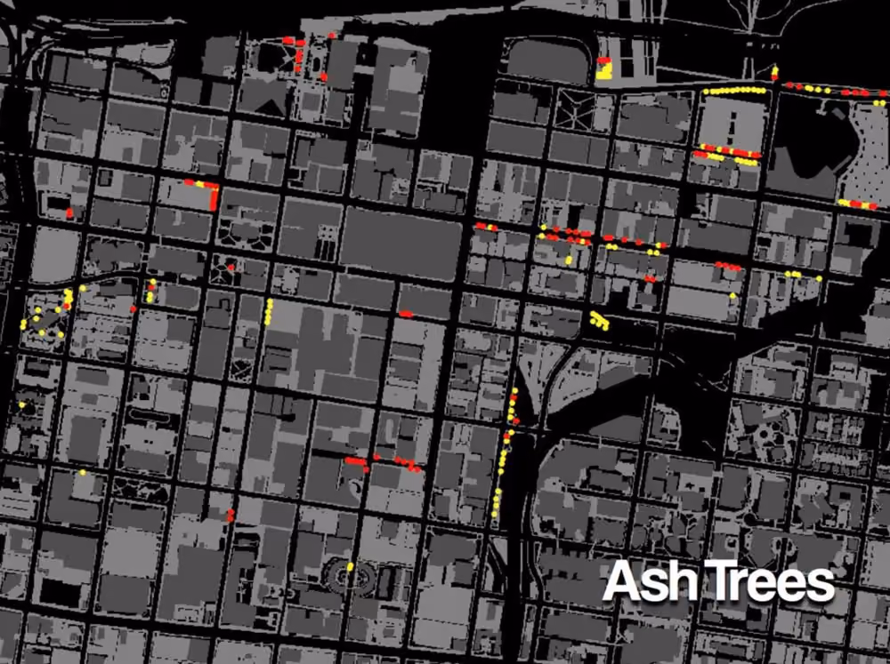 downtown tree survey slide 10