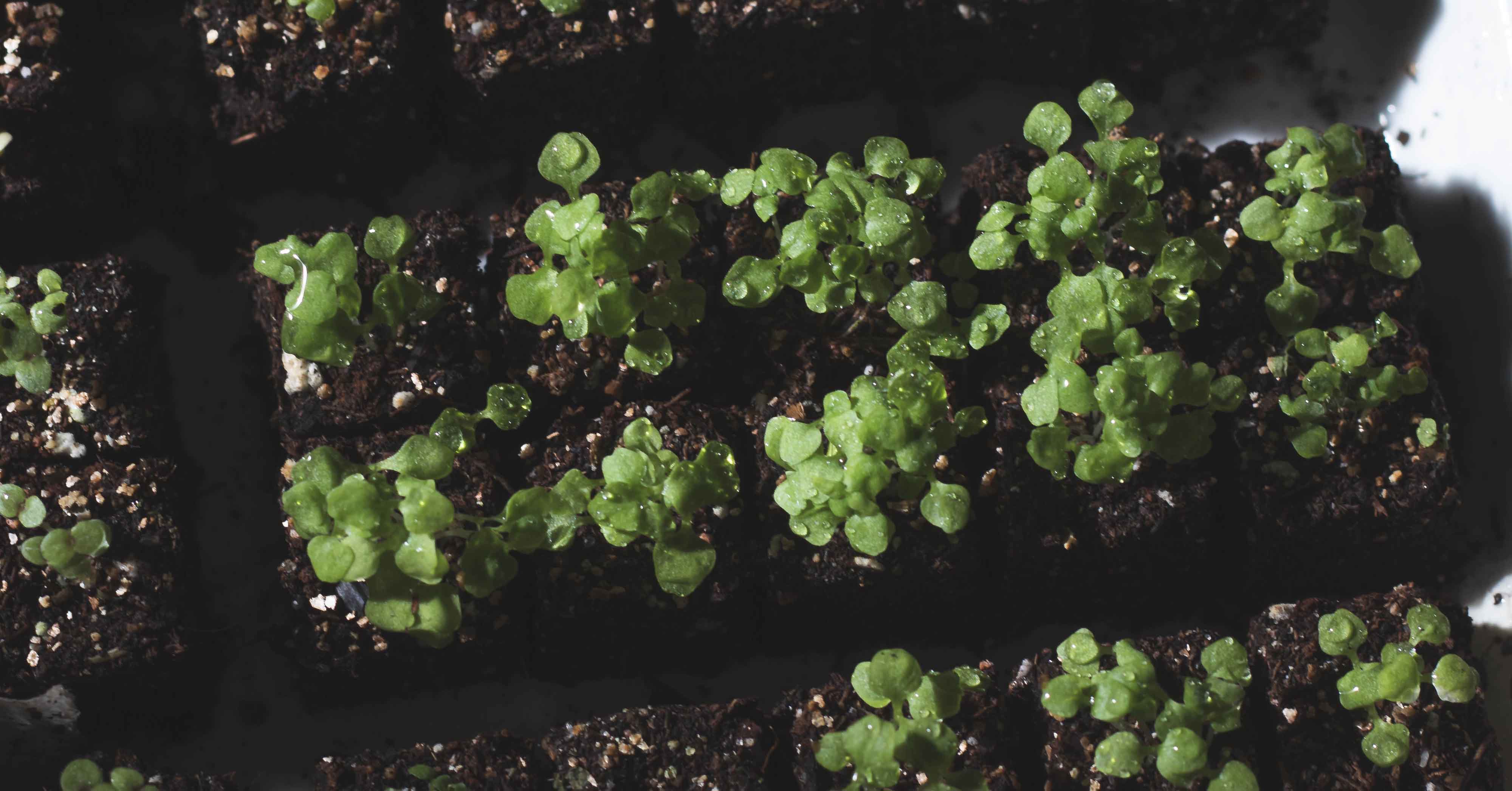 plant food and fertilizer All Purpose Plant Food 5-5-5 15 Pound main image 1