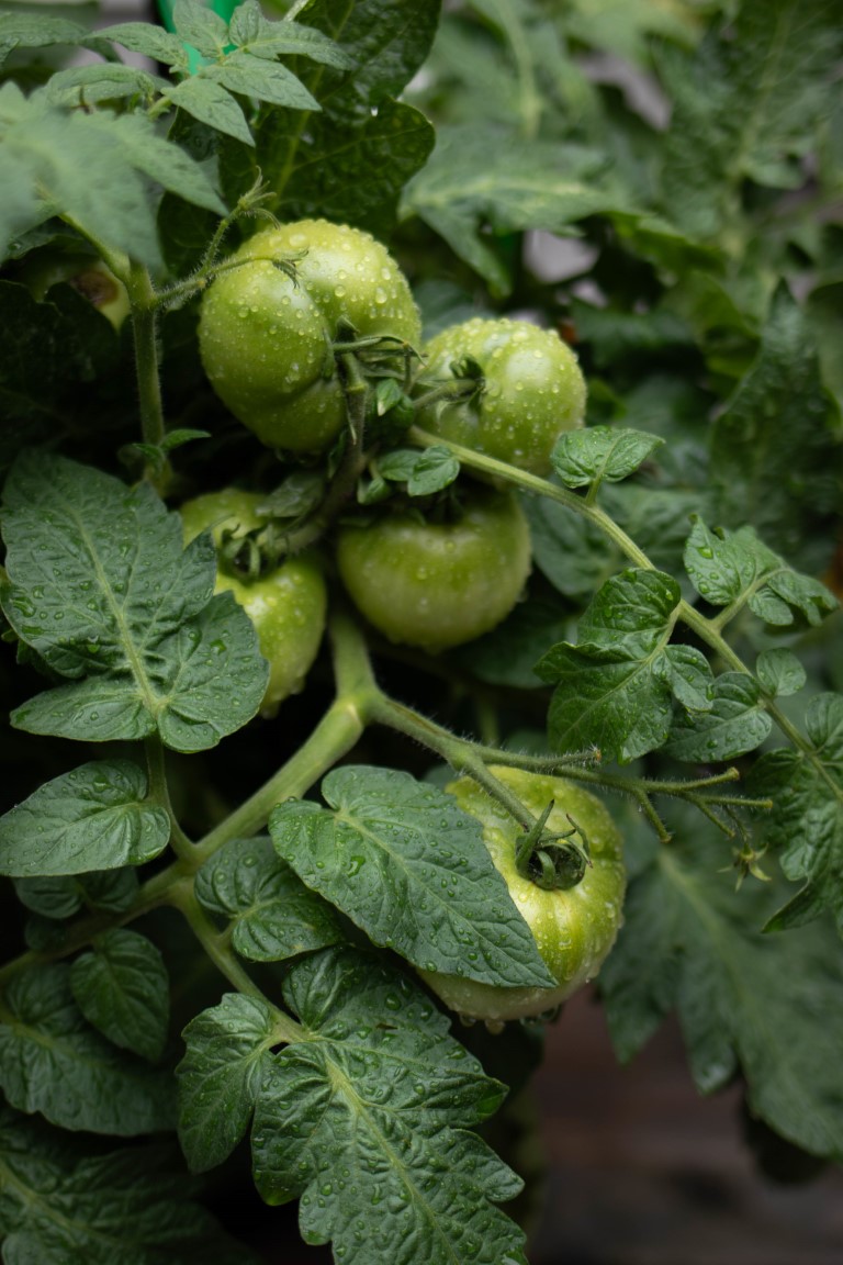 Lush tomato foliage and several large green tomatoes after a rain