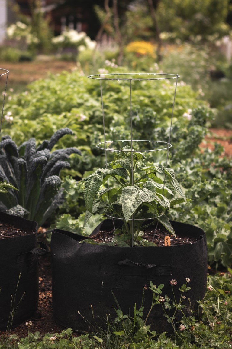 Two grow bags with tomato plants in them sitting on the edge of a vegetable garden