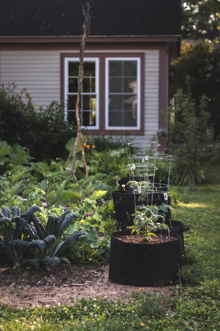 A row of container tomatoes supported by tomato cages next to a vegetable garden with kale and eggplants