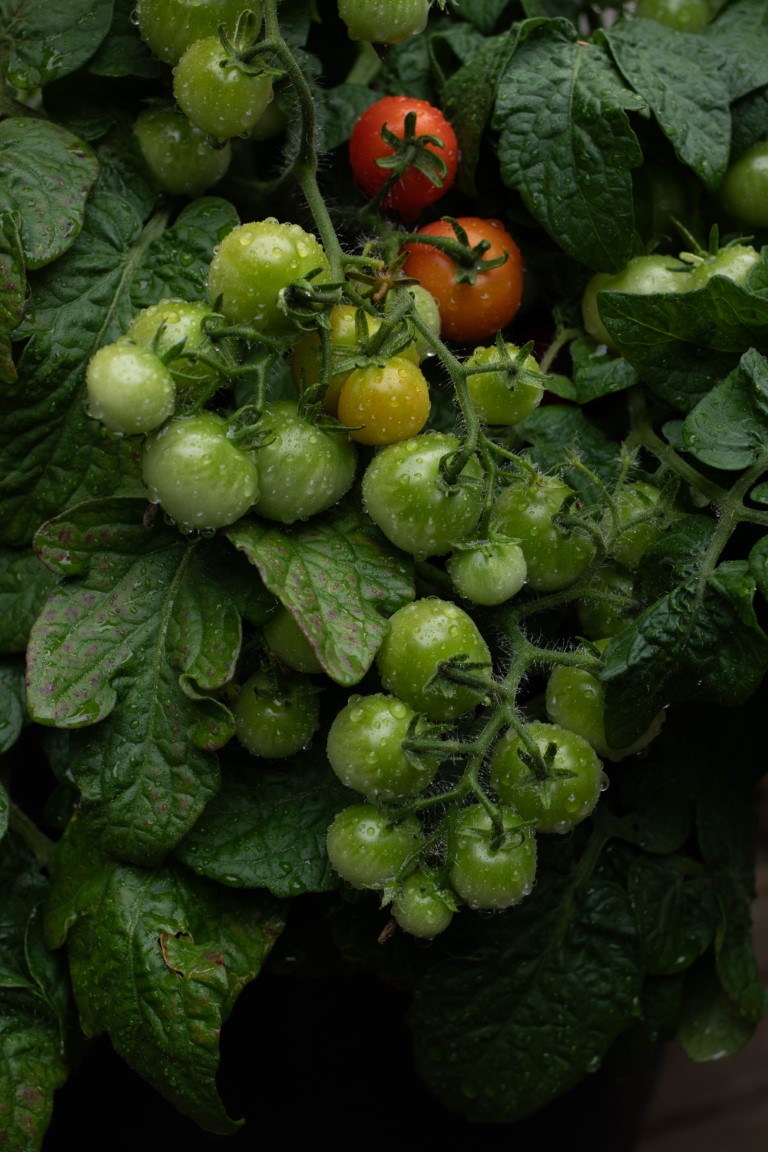  cascade of container-grown cherry tomatoes of varying degrees of ripeness after a rain