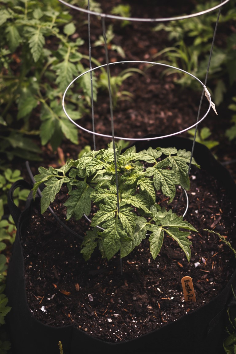 A small tomato seedling planted in a grow bag container with a tomato cage