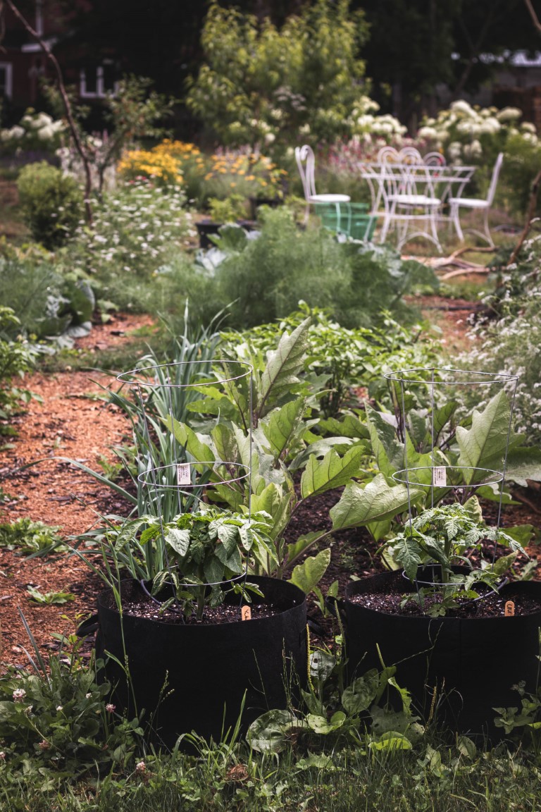 A few tomatoes in containers sitting on the edge of a vegetable garden bed planted with eggplant, leeks and peppers with a garden seating area in the background