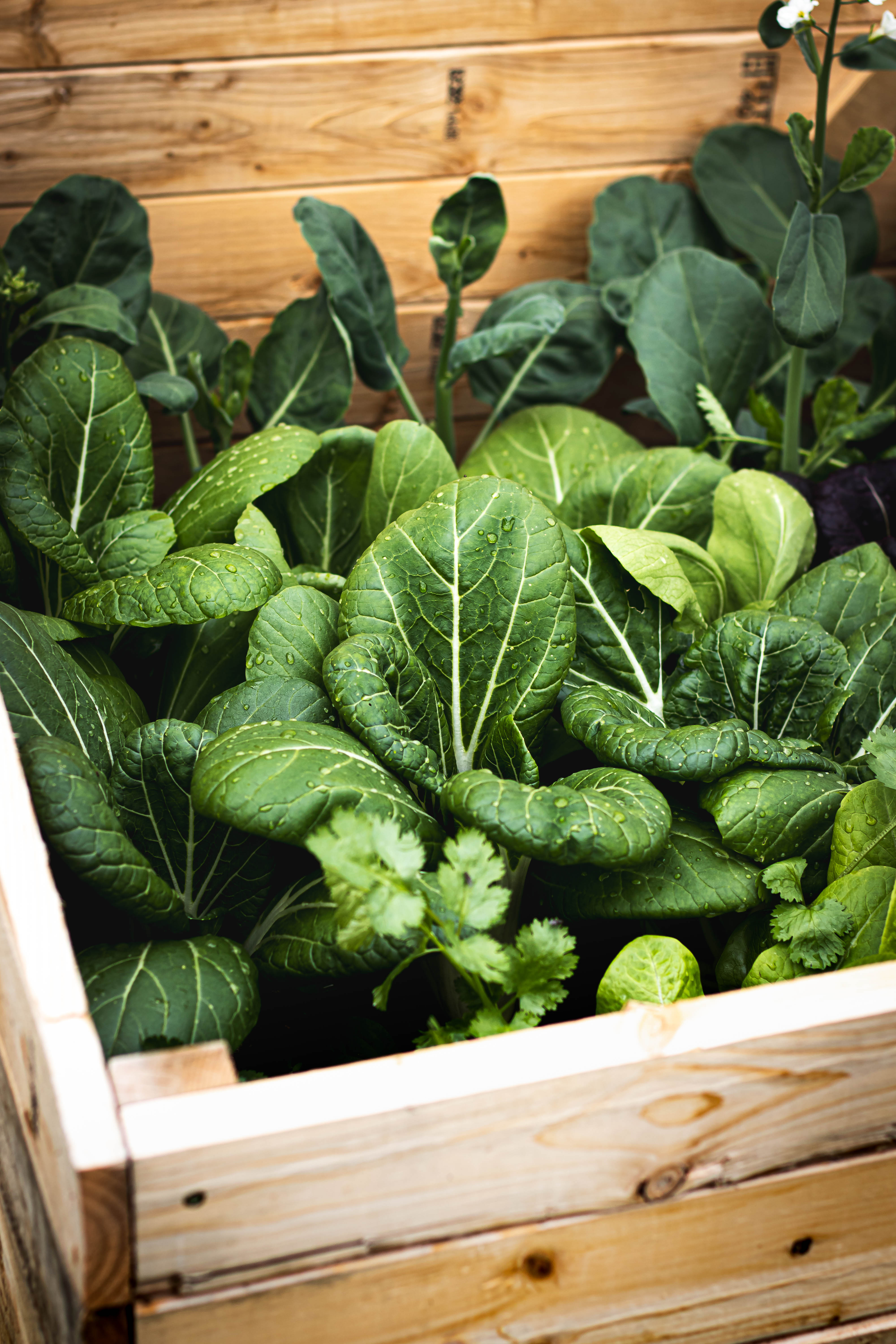 A mix of asian greens including bok choy in a wooden cold frame