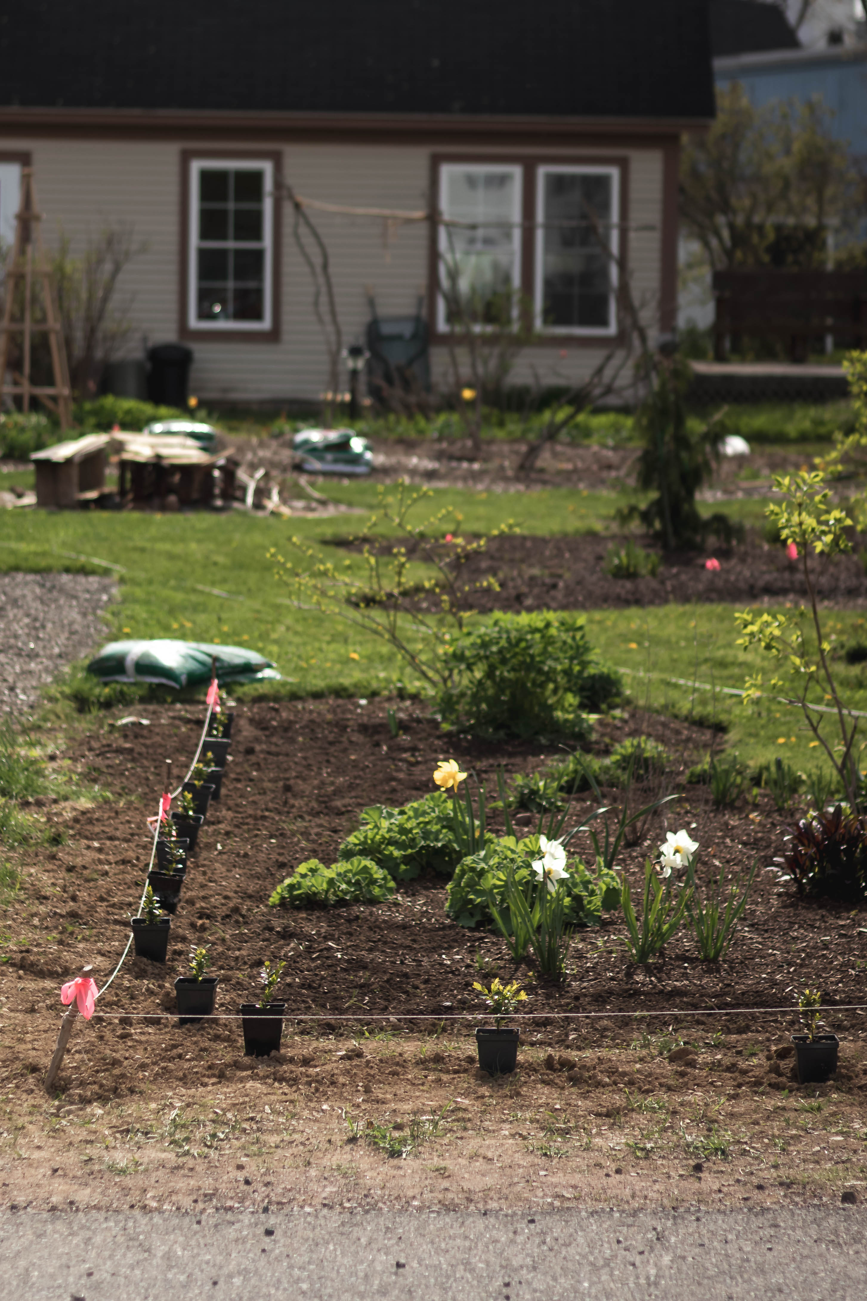 Many small boxwood seedlings lined up along a string guideline to form a hedge surrounding a bed of perennials on a small front lawn