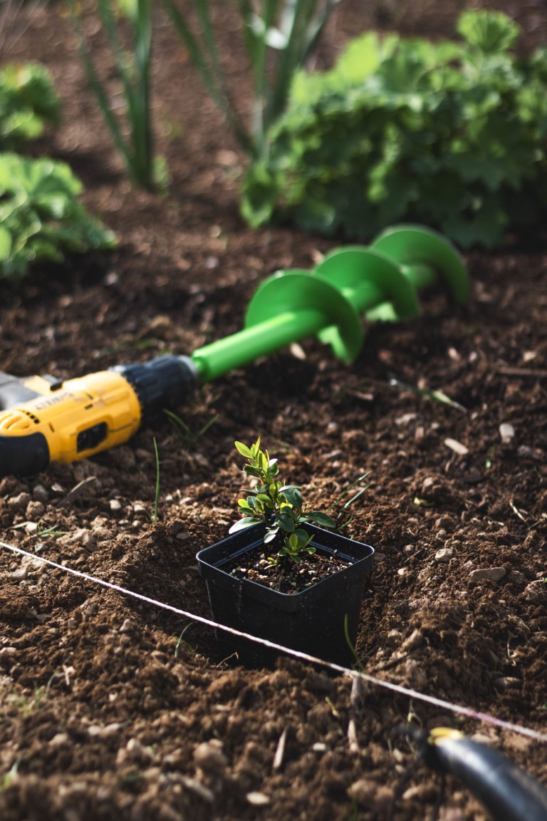 A small boxwood seedling placed in a hole underneath a string guideline sitting next to an auger and a few spring perennials