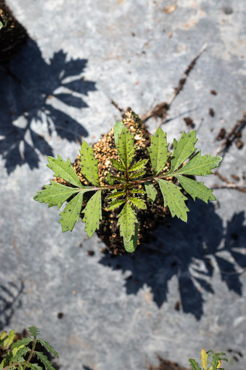 A French marigold (tagetes patula) seedling in a soil block sitting on a patio stone paver in dappled sun