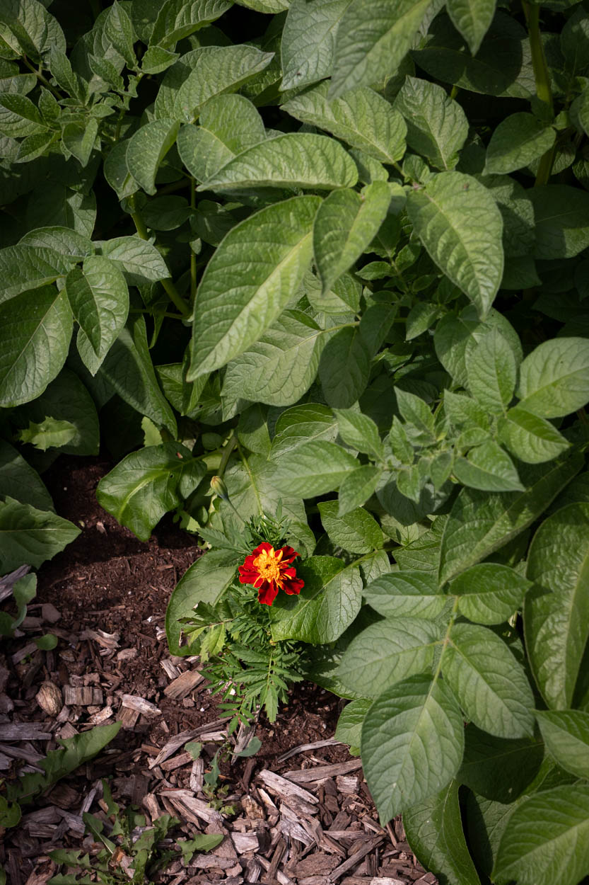 A small French marigold (tagetes patula) seedling planted underneath a row of potato plant foliage
