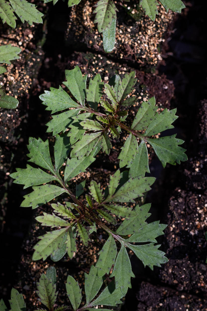 Several French marigold (tagetes patula) seedlings in soil blocks 
