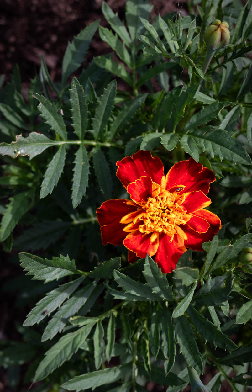 A single yellow and red French marigold (tagetes patula) bloom among fern-like green marigold foliage