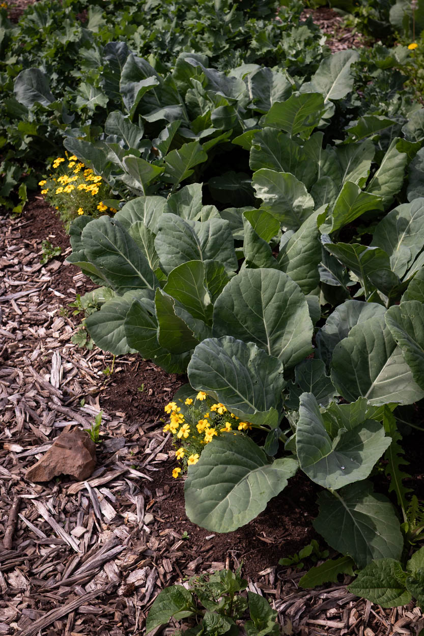 A few lemon gem signet Marigold plants (tagetes tenuifolia) planted along a row of cabbage and other brassica plants in a vegetable garden
