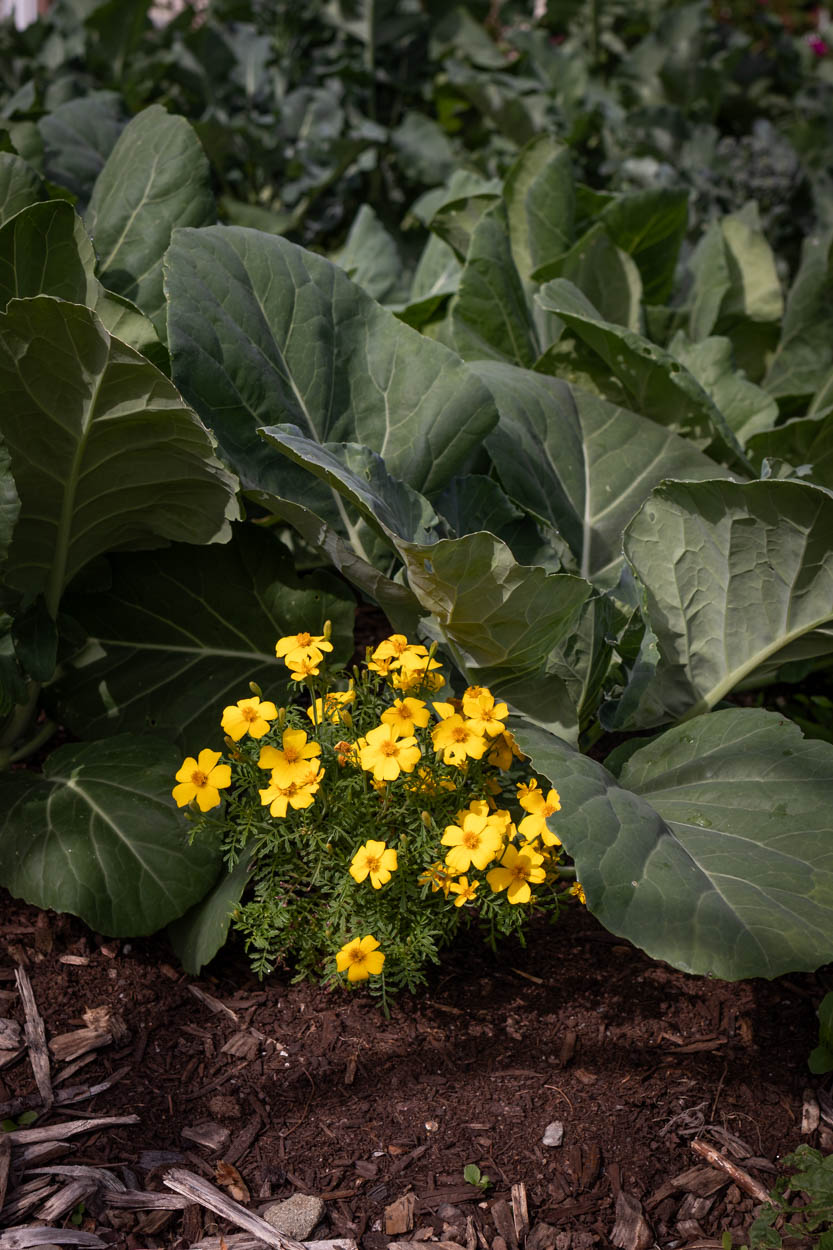 A lemon gem signet marigold (tagetes tenuifolia) planted underneath some cabbage plants in a vegetable garden