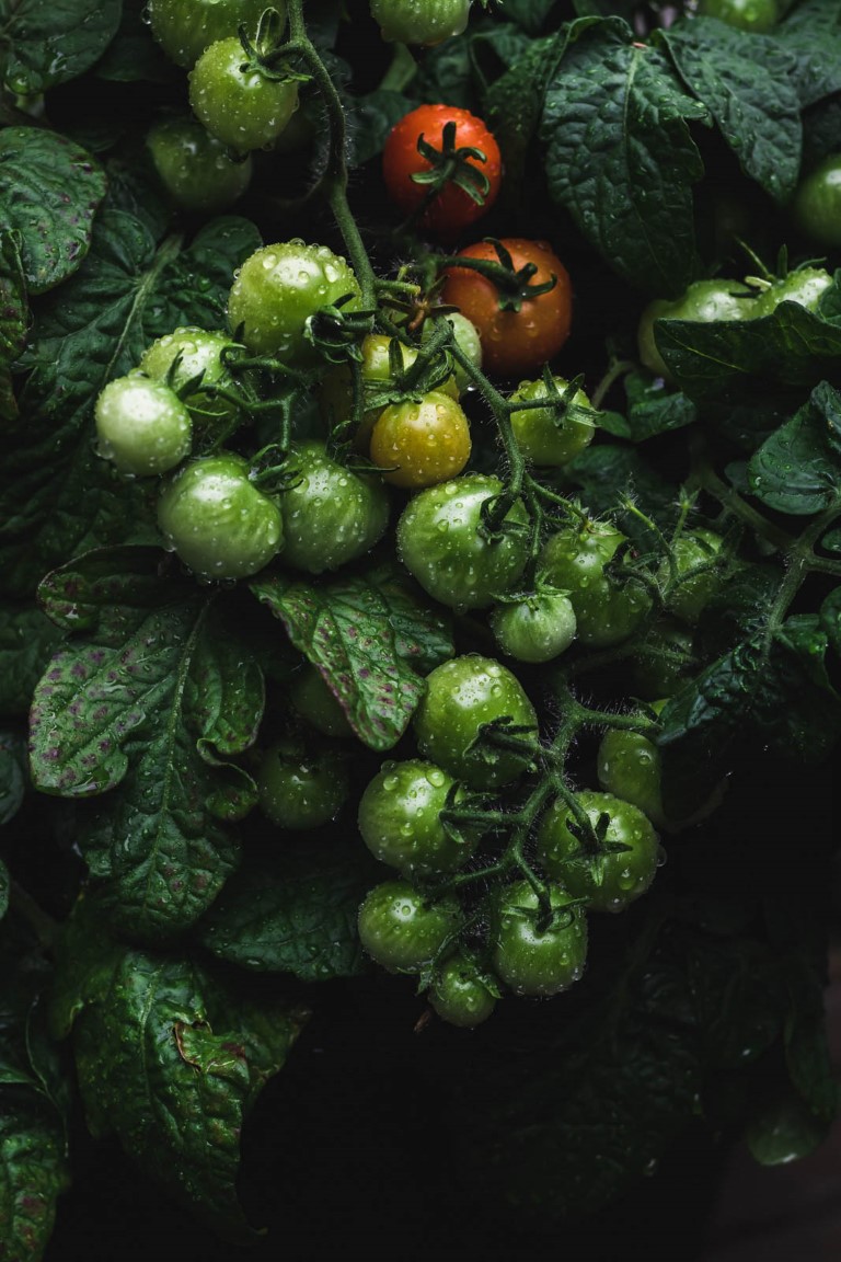 A cluster of cherry tomatoes at varying stages of ripeness on a tomato plant covered in rain drops