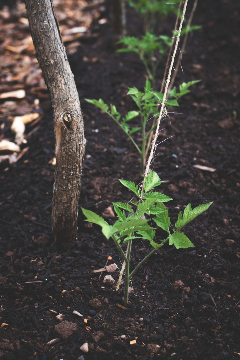 A row of tomato seedlings trained on strings next to a foraged branch trellis