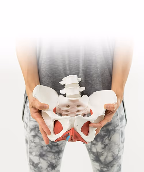 נשית ברשת - בריאות האגן בדרך שלך – תכנית תרגול לבריאות האגן הנשי