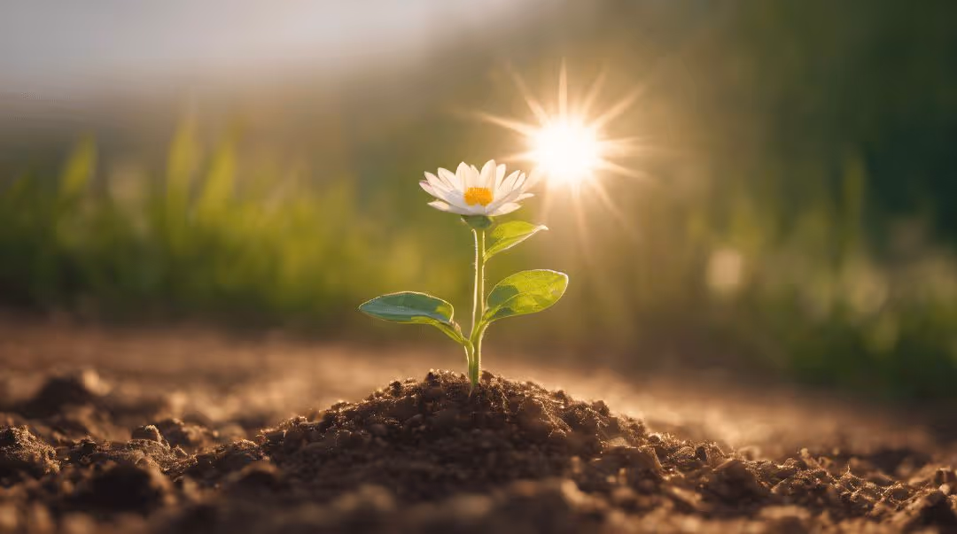 תמיכה בפוריות וחיזוק הביוץ