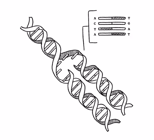 Work with a creative agency like Quill Creative