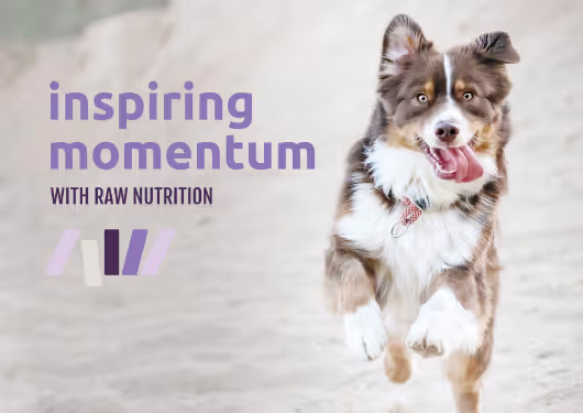 Momentum Carnivore Nutrition card. Inspiring momentum with raw nutrition.