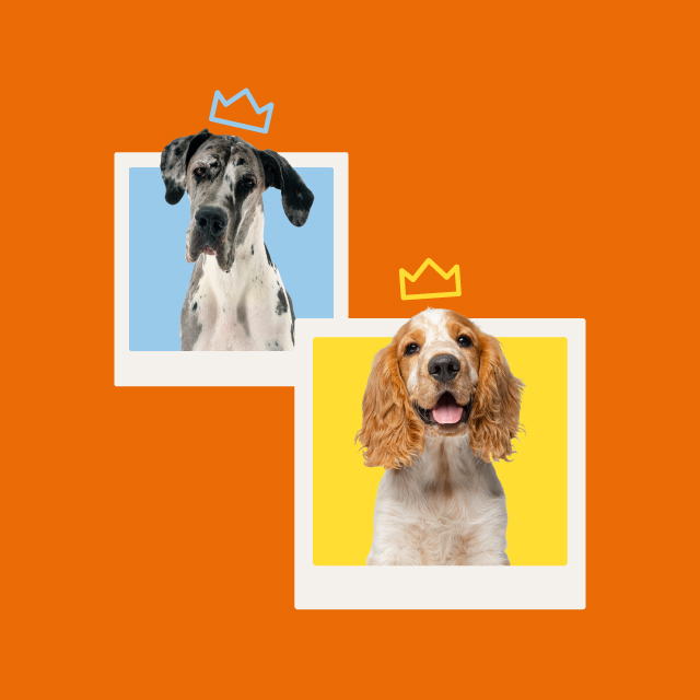 Two framed photos of dogs with crowns above their heads on an orange background; a Great Dane with a blue crown and a Cocker Spaniel with a yellow crown.