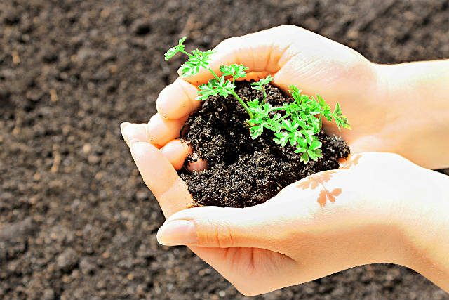 O húmus placentário do criador primário e seu acto progenitor fecundam na Poesia...