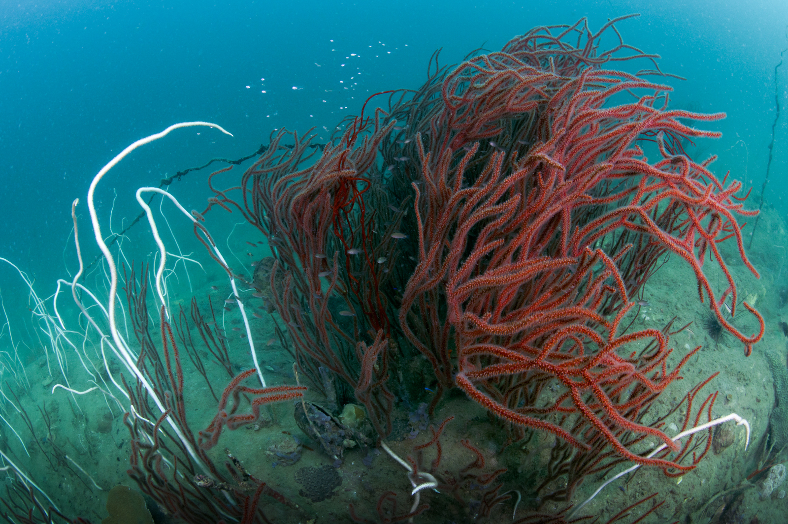 ATMEC - Aow Thai Marine Ecology Center logo