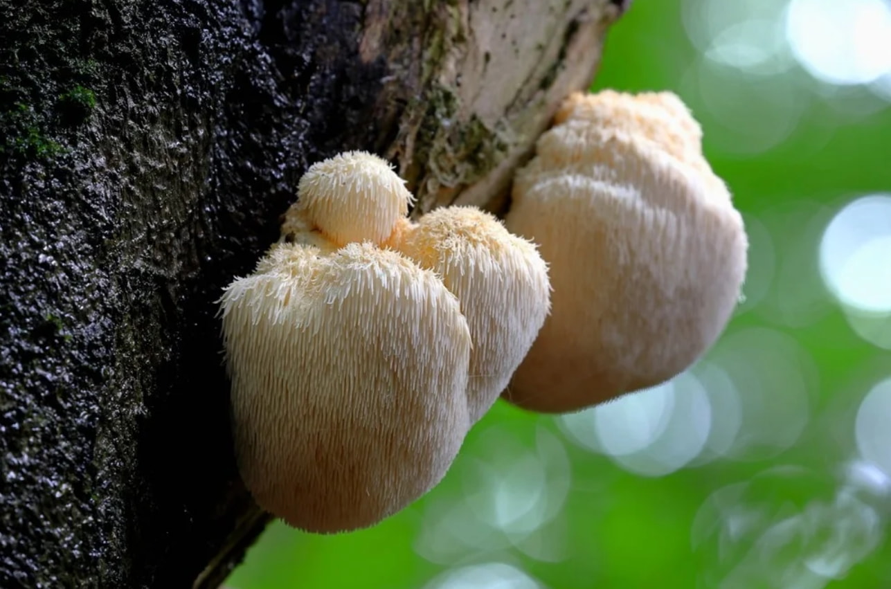 Two mushrooms growing on a textured tree trunk, showcasing their natural colors and shapes in a forest setting.