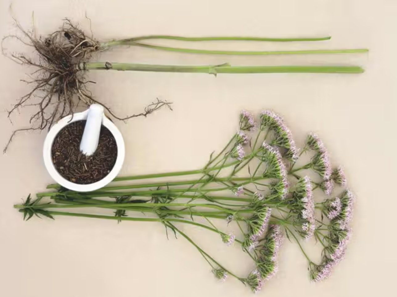 Roots of thyme displayed, highlighting their use in brewing aromatic thyme tea. 