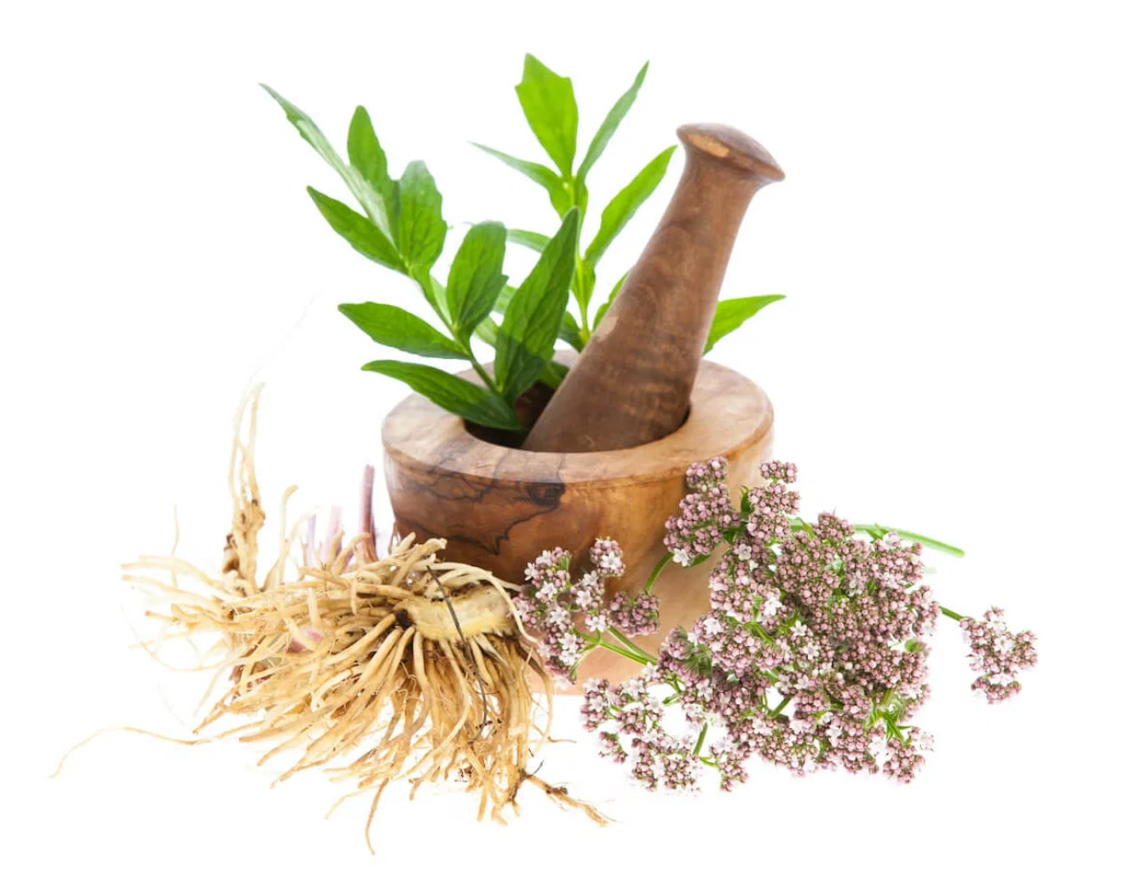 A mortar filled with fresh herbs, surrounded by various plants, set against a clean white background.  