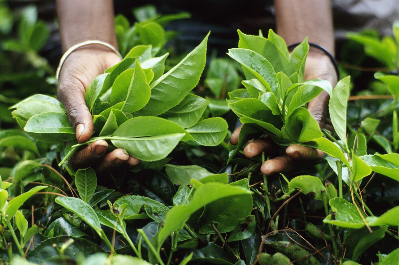 A person holds a fresh bunch of vibrant green tea leaves in their hands, showcasing the natural texture and color.