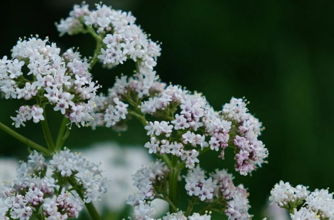 Close-up of delicate white flowers with soft petals and green leaves in the background.  