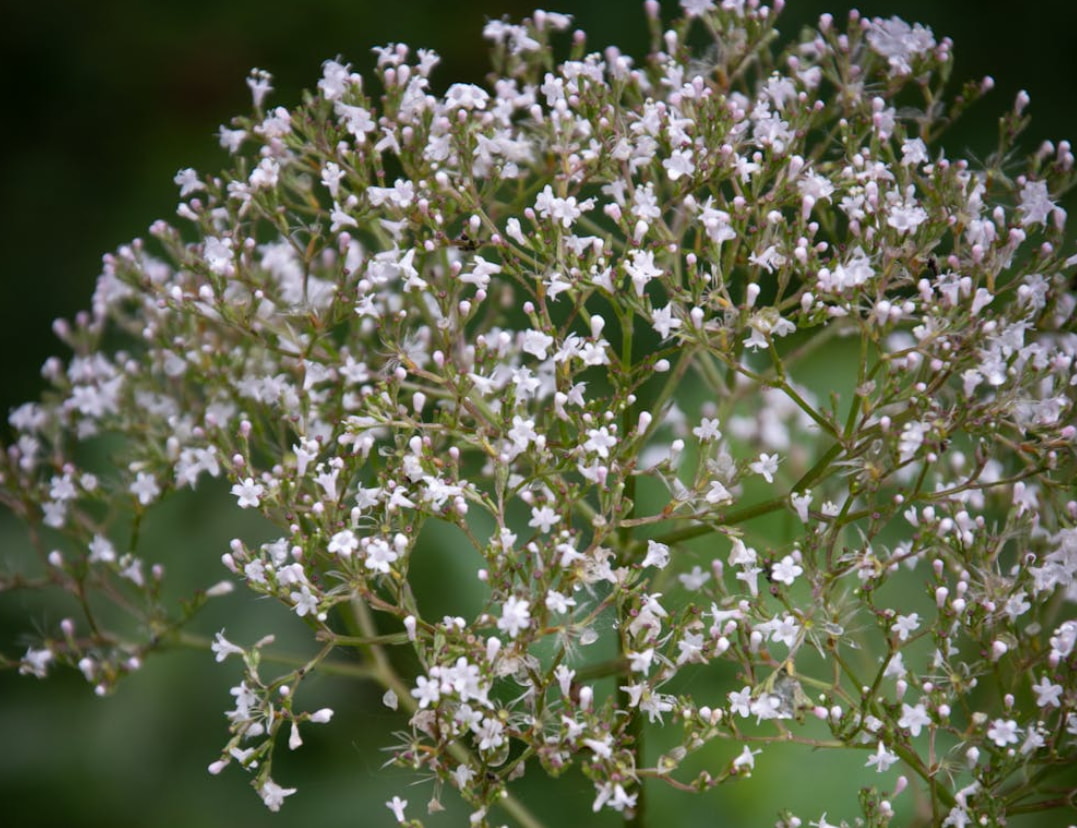A close-up of a plant featuring white flowers, with a soft-focus background enhancing its beauty.  