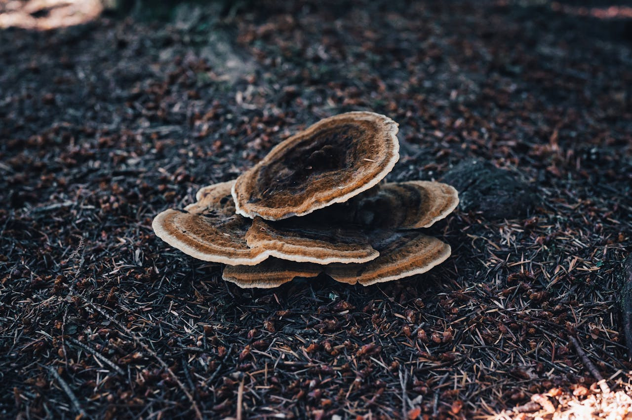 Turkey Tail (Trametes versicolor)