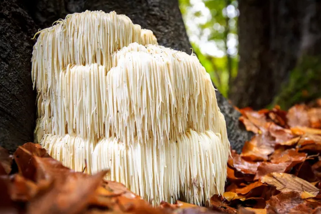 A mushroom growing on a weathered tree stump surrounded by lush green foliage in a serene forest setting.