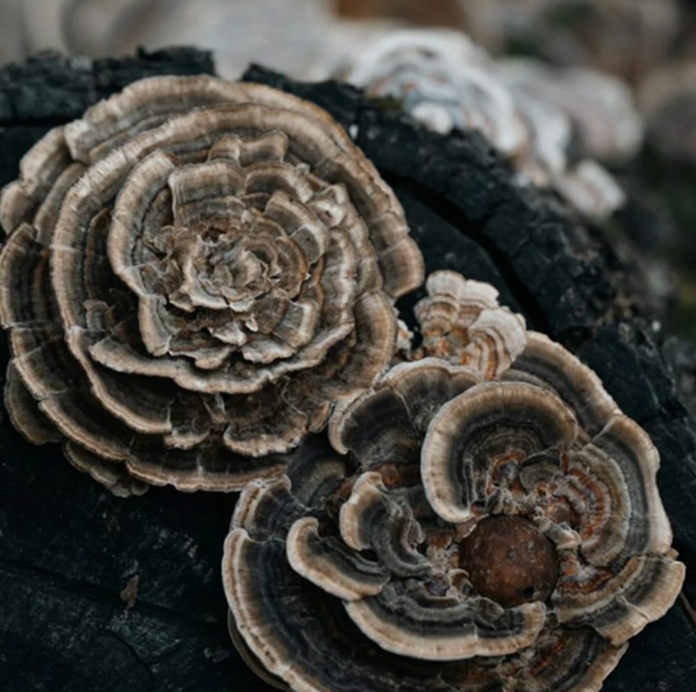 Close-up of mushrooms growing on a log, showcasing their textures and colors in a natural setting.  