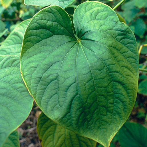 A large heart-shaped green leaf with a smooth texture and vibrant color.