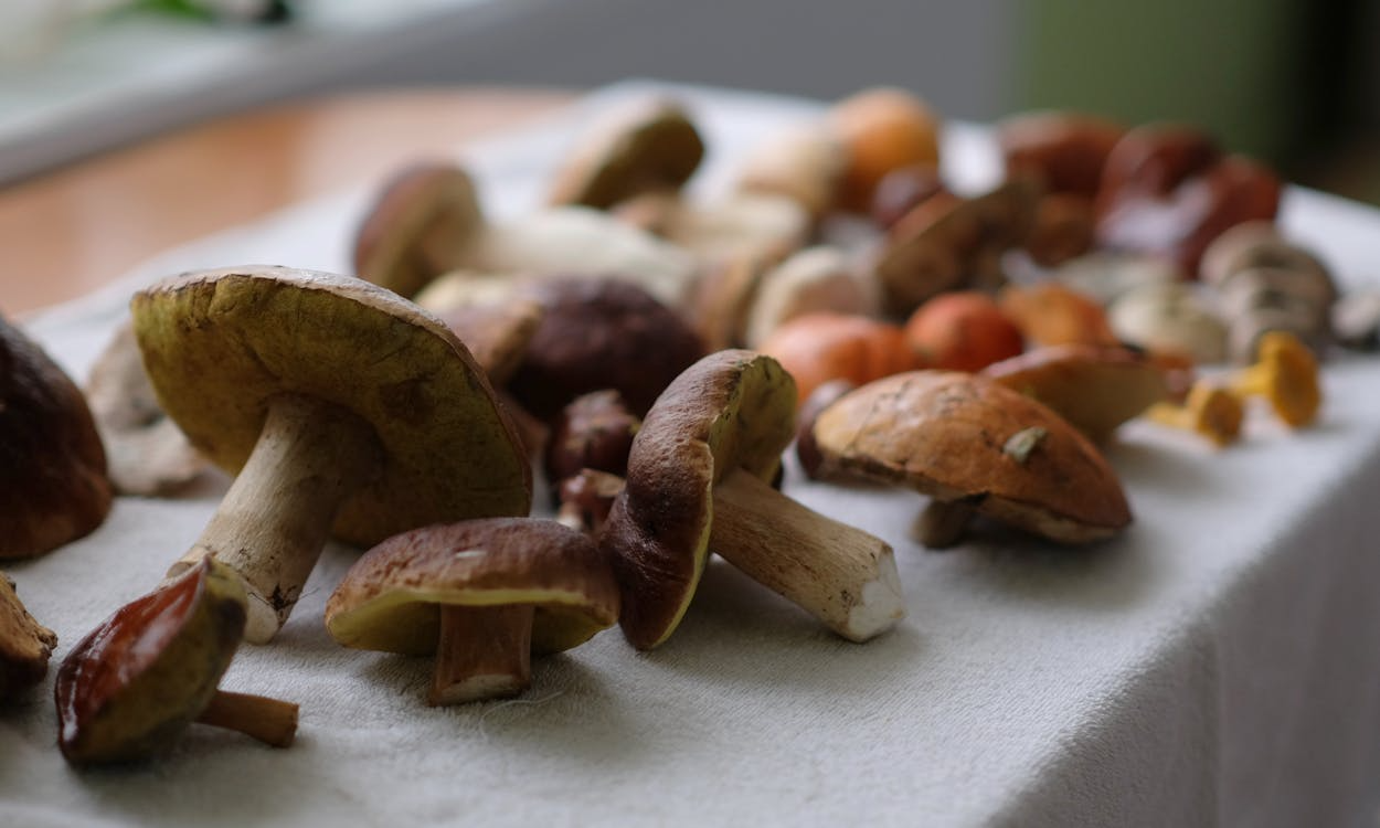 nootropic mushrooms laid out on a table to dry