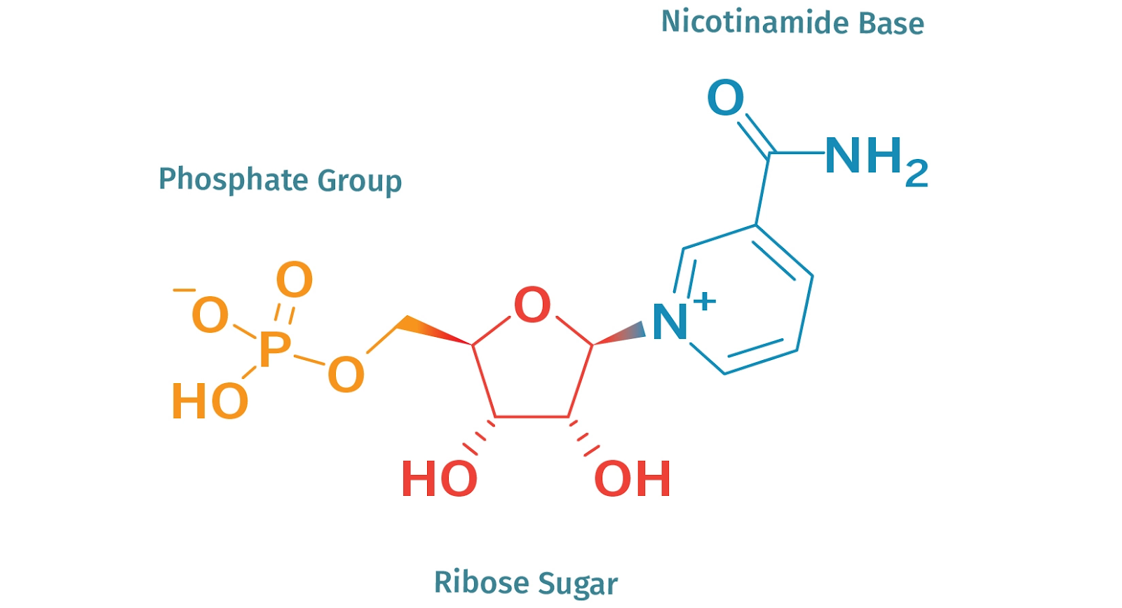 chemical structure  the NMN molecule