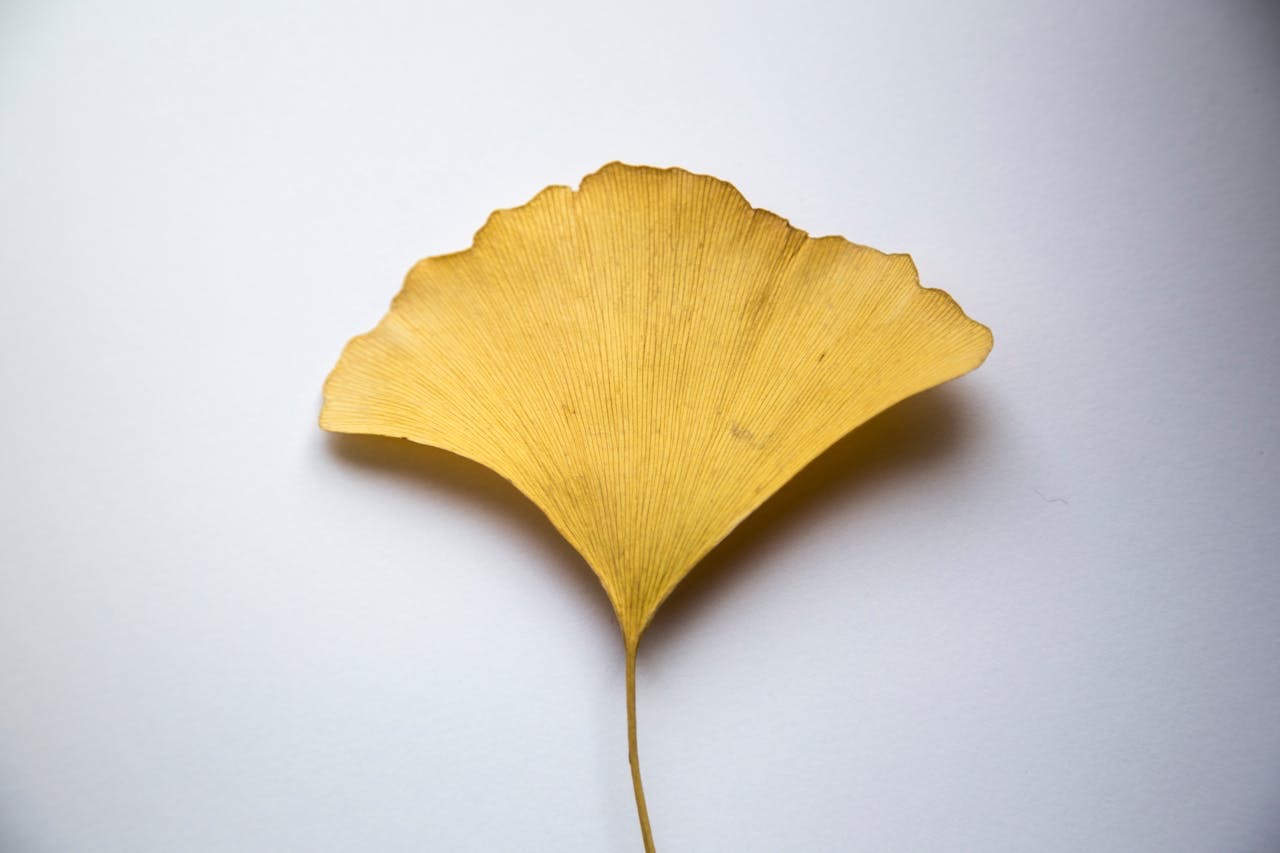 yellow ginko leaf