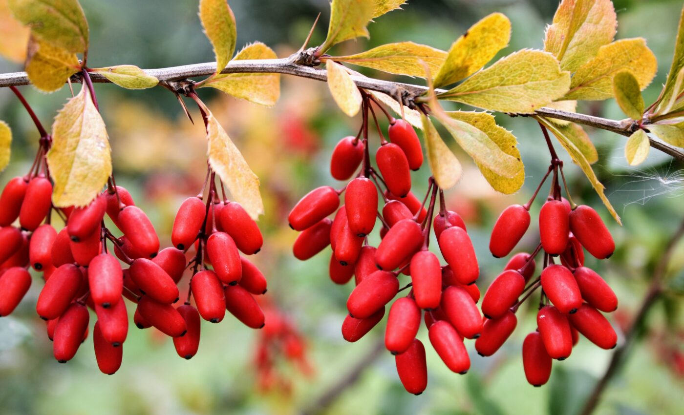 the red berries that berberine comes from