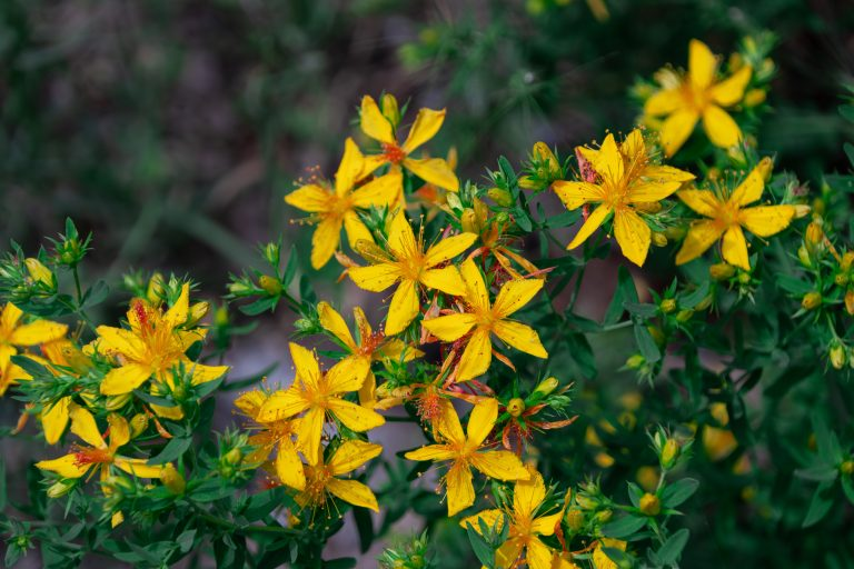 five petaled, star shaped St. Johns Wort Flowers in bloom