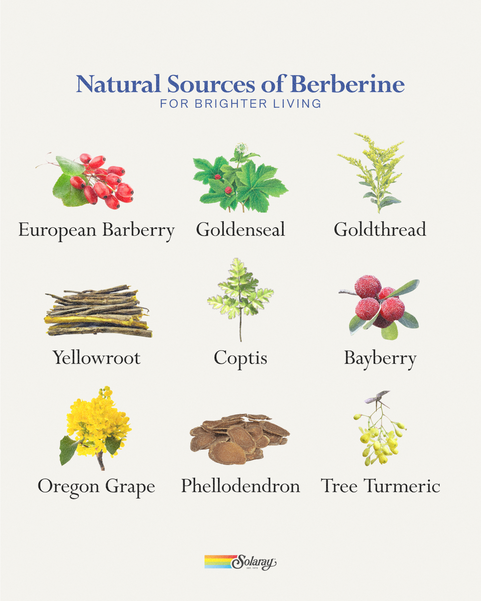 natural sources of berberine infographic