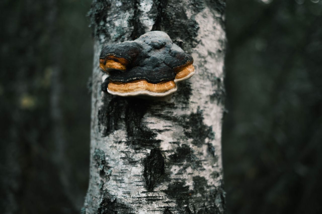 chaga mushroom growing on a tree