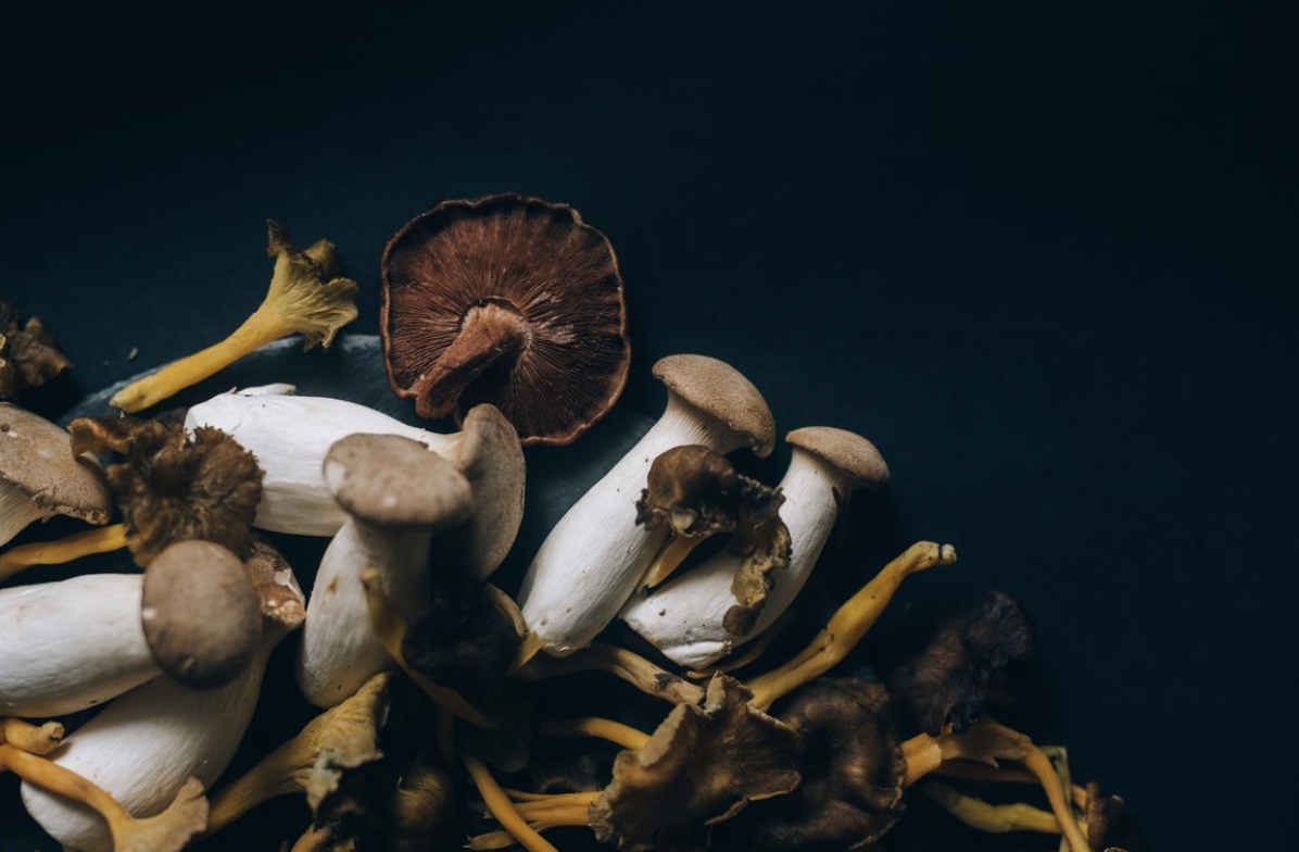 medicinal mushrooms