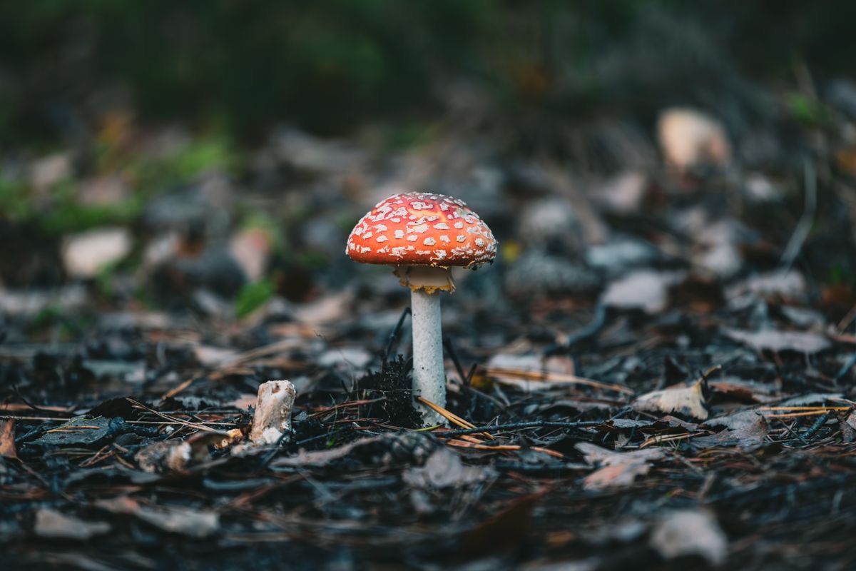 mushroom sprouting from damp earth