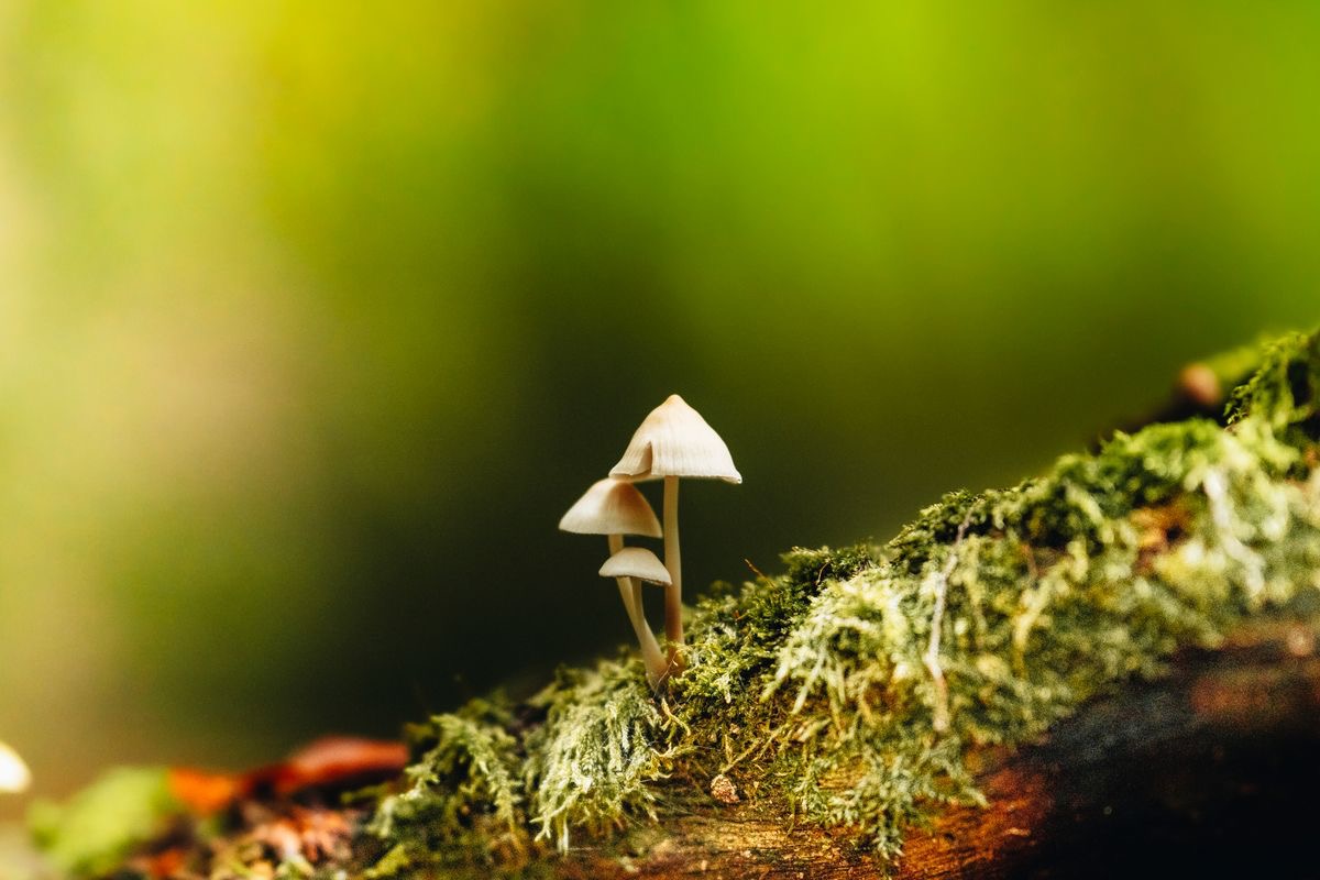 small mushrooms sprouting on a mossy tree