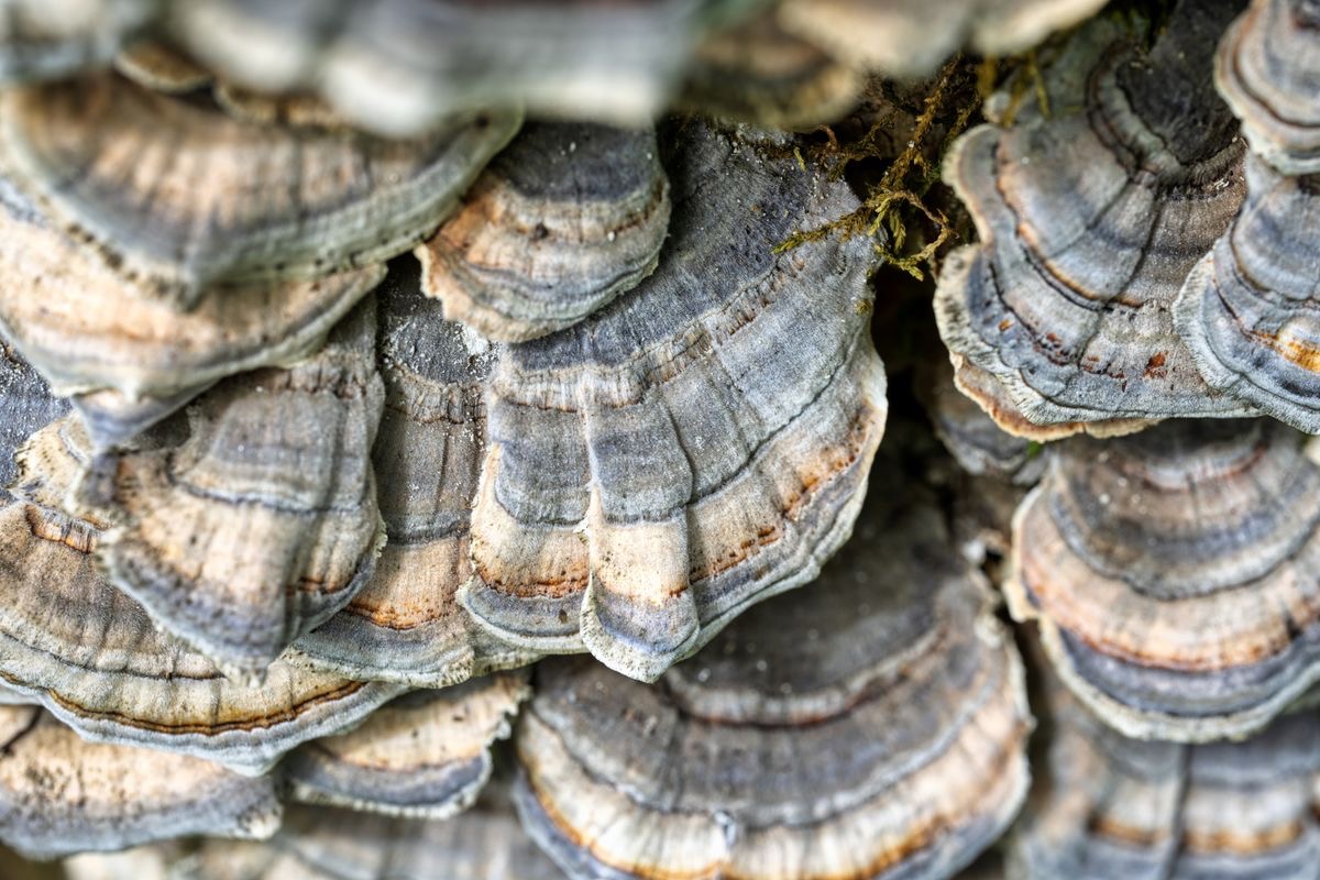 turkey tail mushrooms