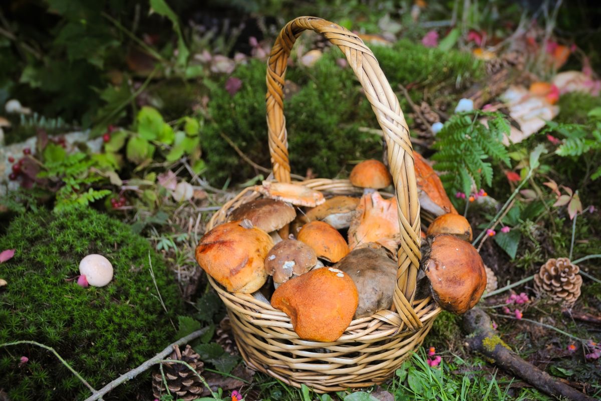 multiple mushroom varieties in a foraging basket